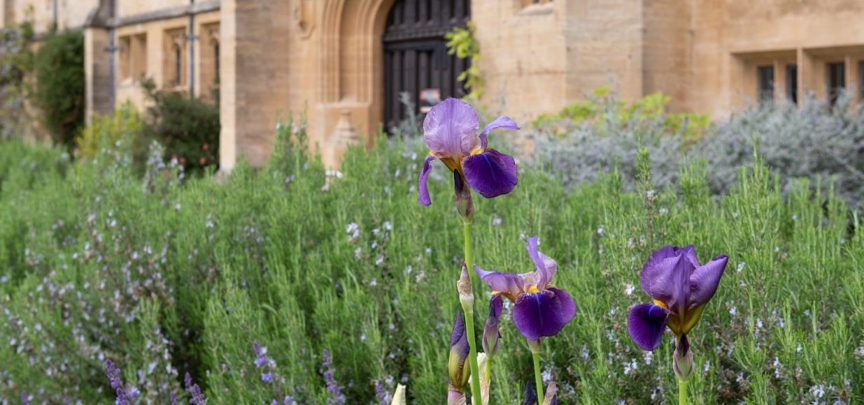 Irises in front of the Main Building.