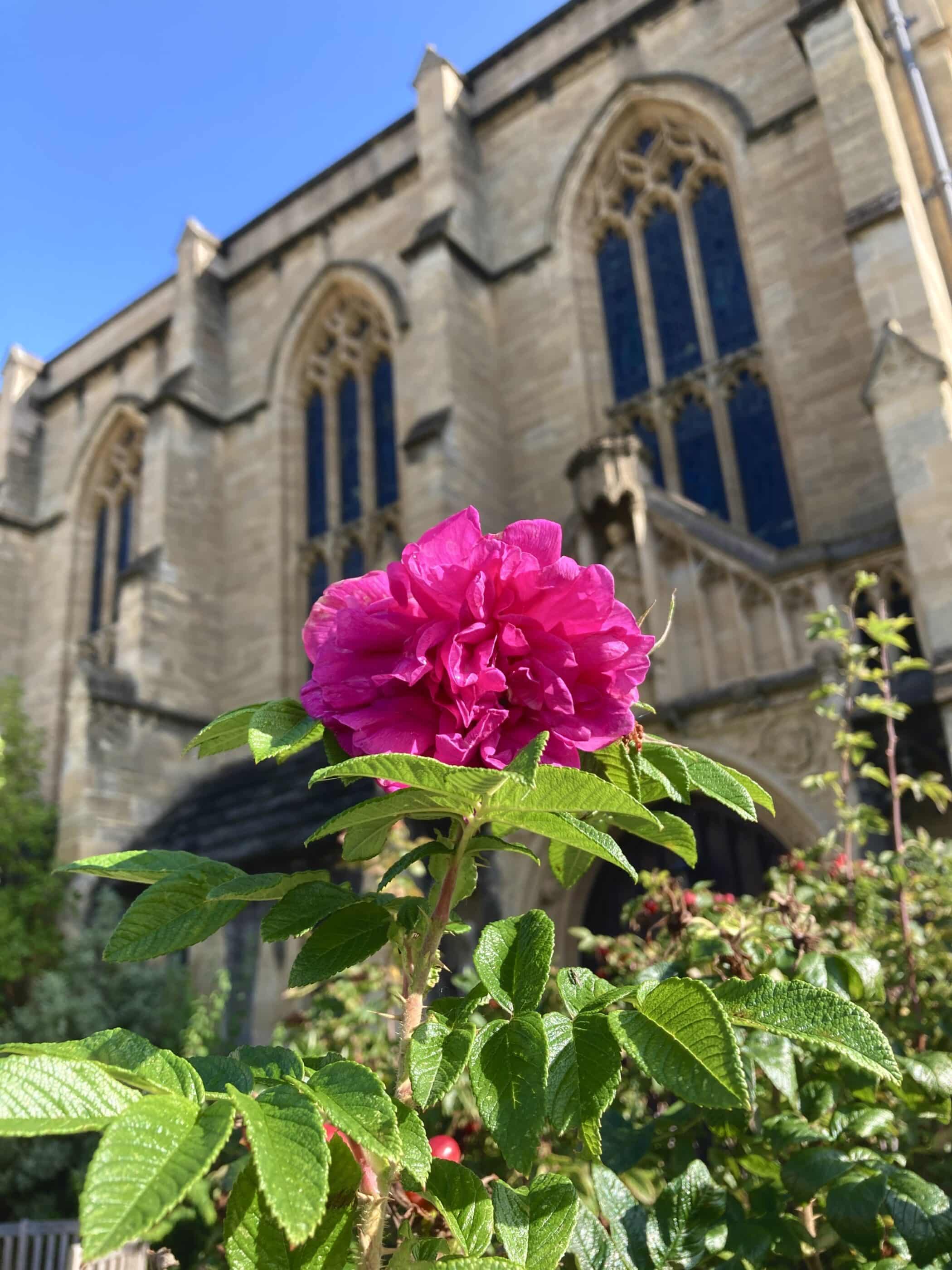 Pink flower