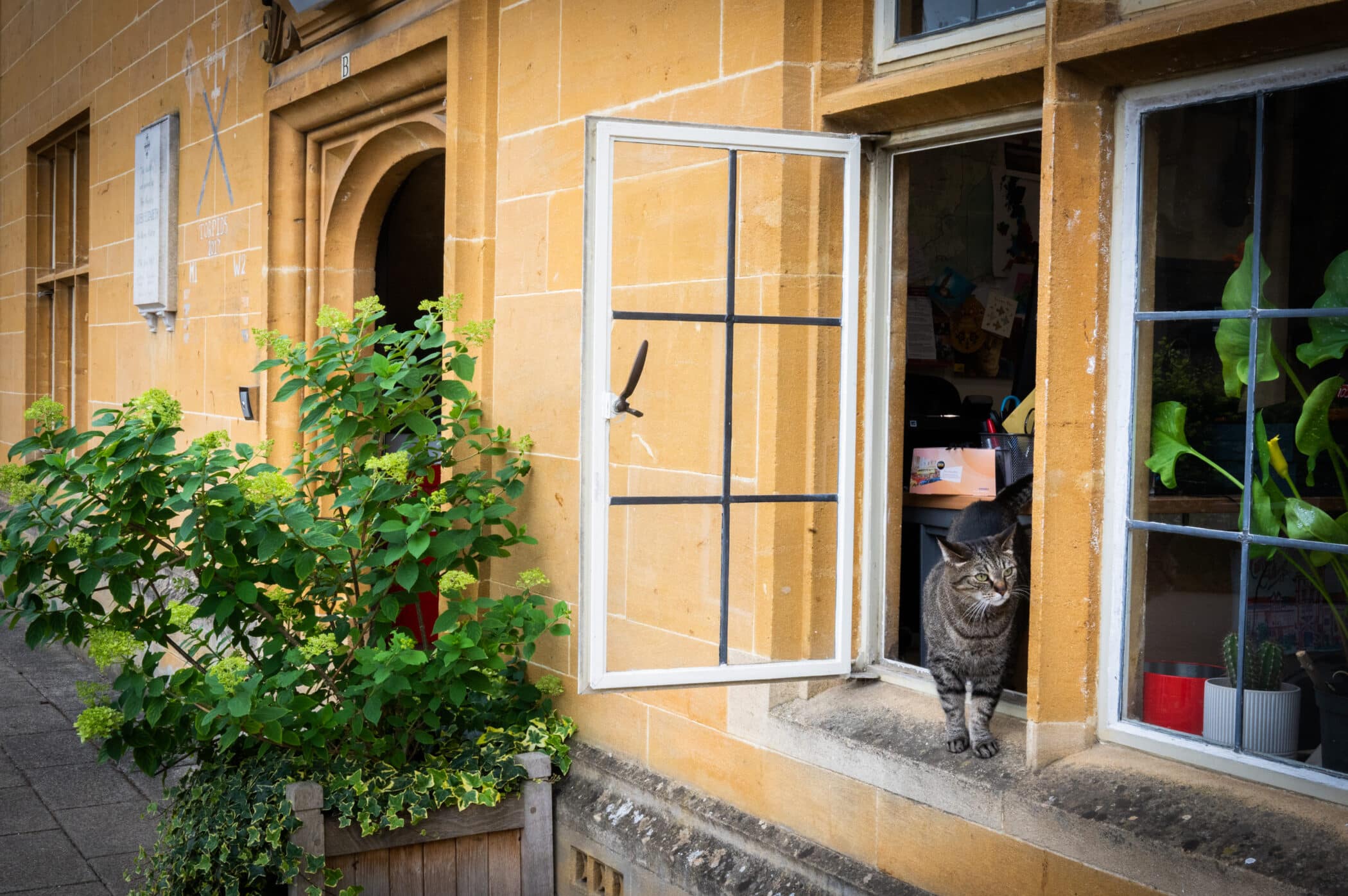 Basil/Beatrice in the window of a John Marsh Building.